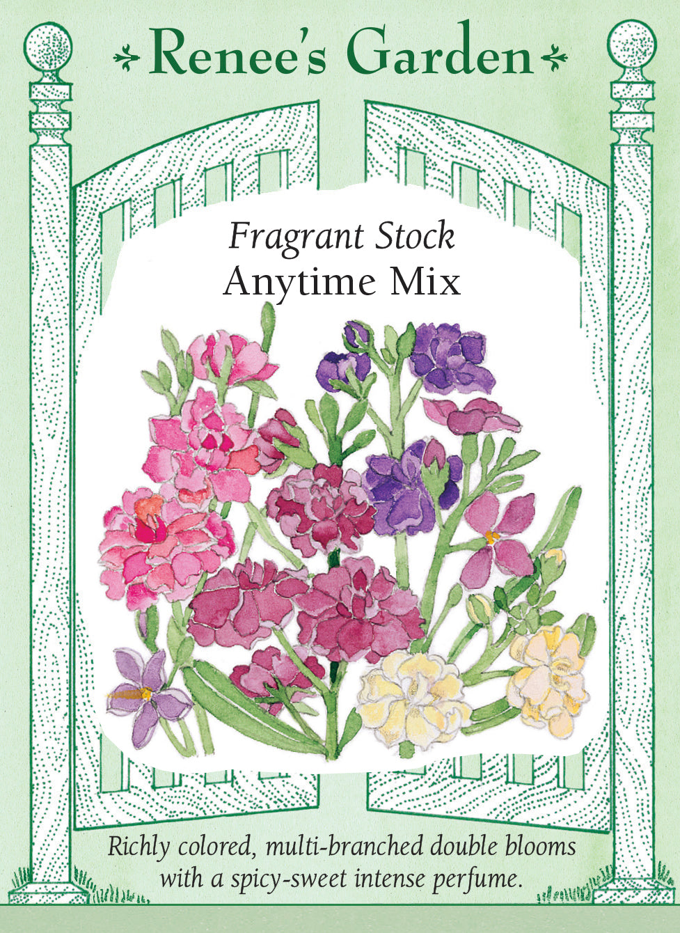 Anytime Mix' Fragrant Stock – Renee's Garden