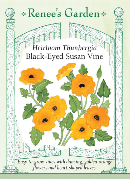 planting black eyed susan vine seeds Black-Eyed Susan Vine' Old-Fashioned Thunbergia – Renee's Garden