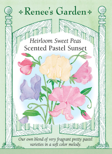 plant new seeds in the melody 'Scented Pastel Sunset' Heirloom Sweet Peas