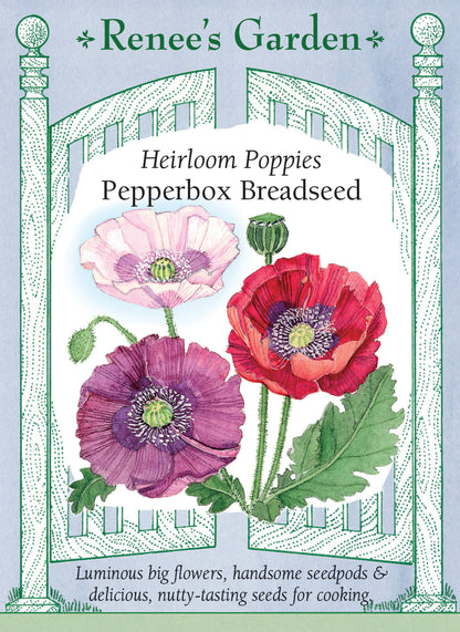 Pepperbox Poppy