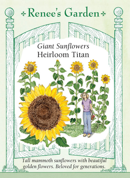 jumbo sunflower seeds for planting Heirloom Titan' Giant Sunflowers – Renee's Garden