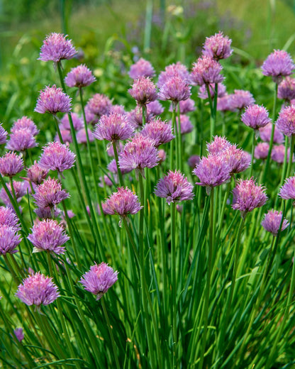 Fine Leaf Chives