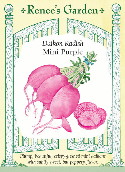 Mini Purple' Daikon Radish – Renee's Garden