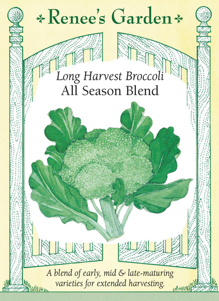 All Season Blend' Long Harvest Broccoli – Renee's Garden