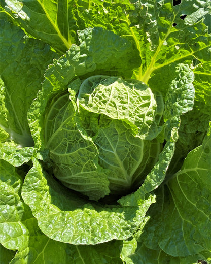 Napa/Chinese Cabbage - Emiko