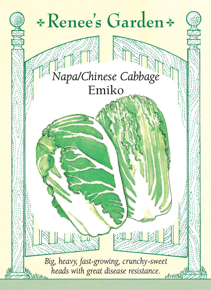 'Emiko' Napa/Chinese Cabbage | Renee's Garden Seeds