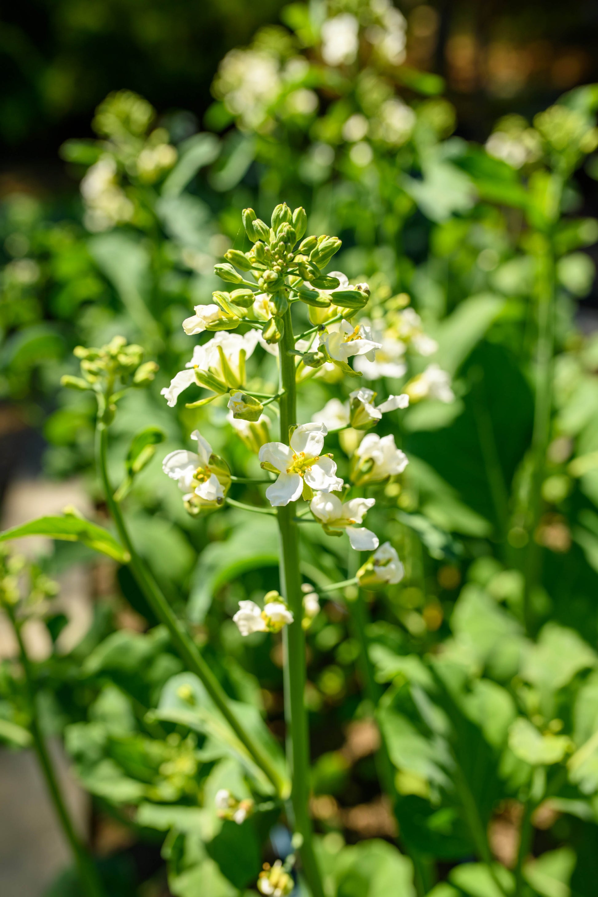 lin lan flower seeds for sale Early Jade' Gai Lan/Chinese Broccoli – Renee's Garden
