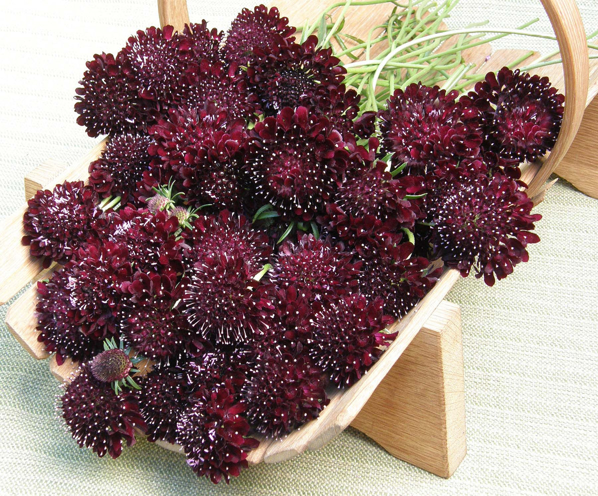 'Dark Night' Heirloom Scabiosa – Renee's Garden