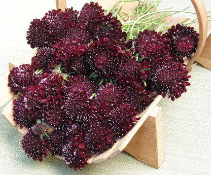 Scabiosa - Dark Night - Heirloom Scabiosa