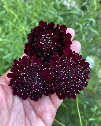 Scabiosa - Dark Night - Heirloom Scabiosa