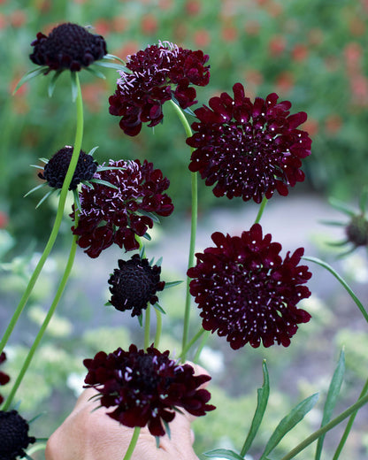 Scabiosa - Dark Night - Heirloom Scabiosa