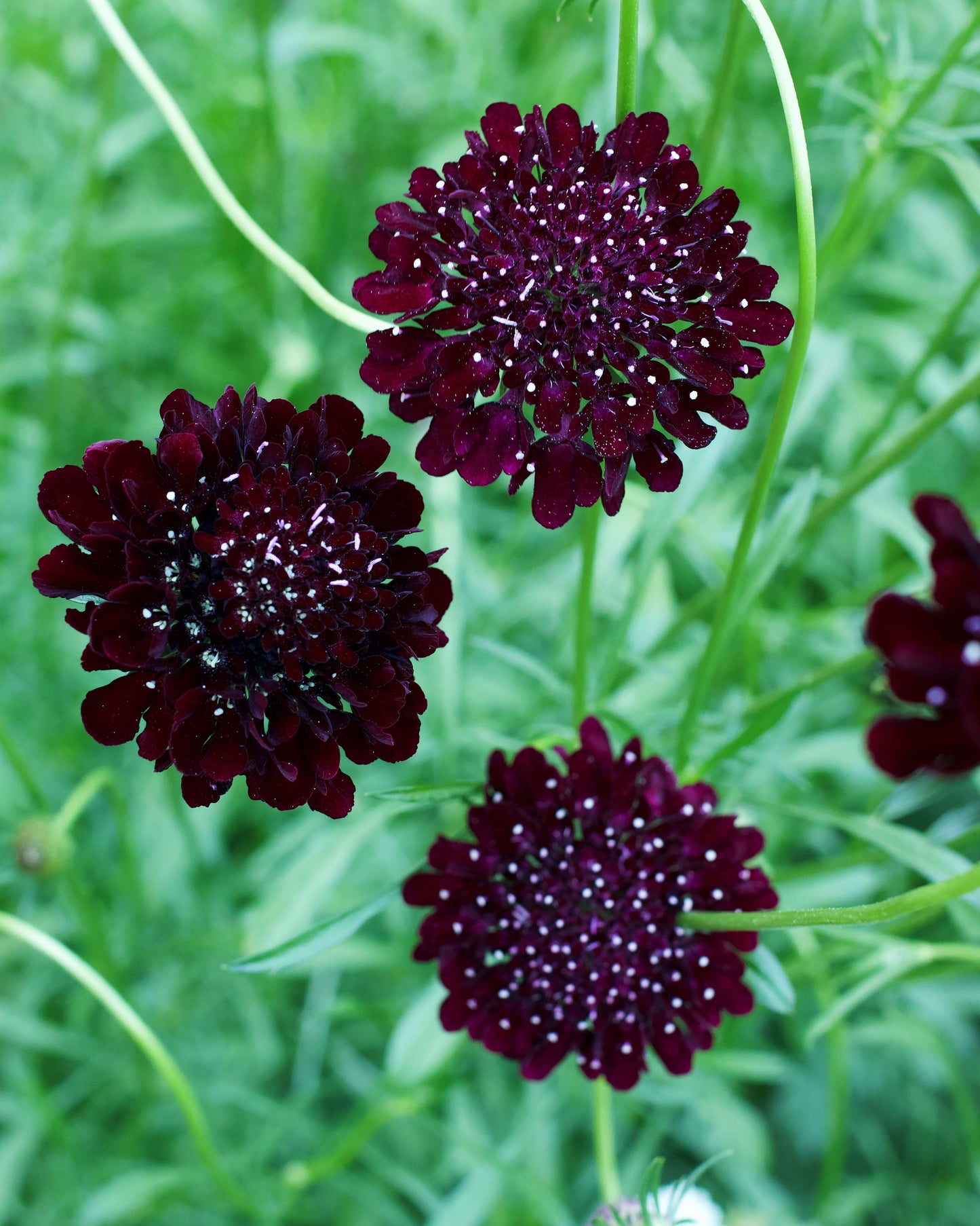 Scabiosa - Dark Night - Heirloom Scabiosa