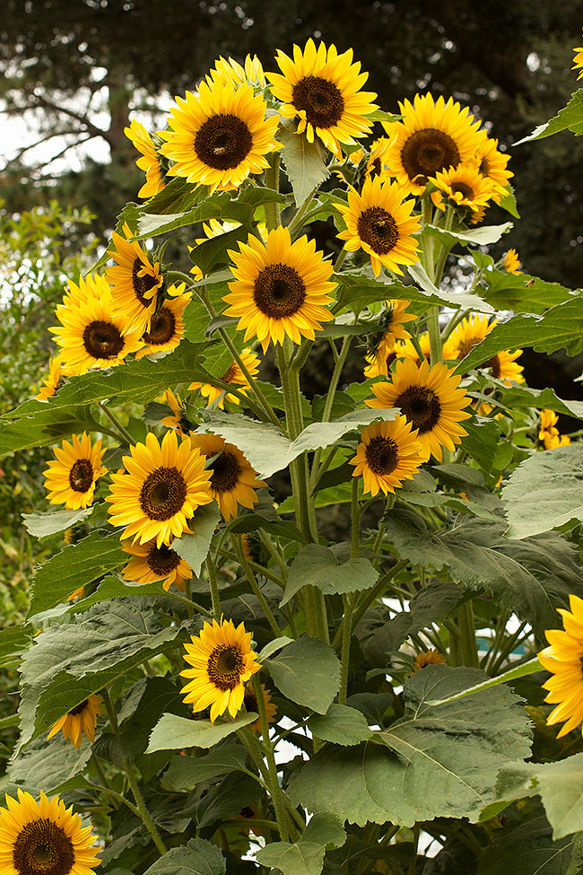 'High Noon' Long-Lasting Sunflowers – Renee's Garden