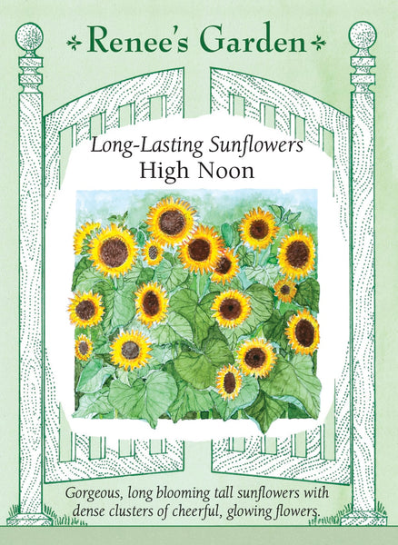 store sunflower seeds for planting High Noon' Long-Lasting Sunflowers – Renee's Garden