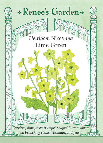 5704NicotianaLimeGreen2026e_gr