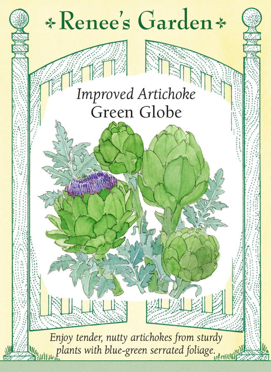 Improved Artichoke - Green Globe