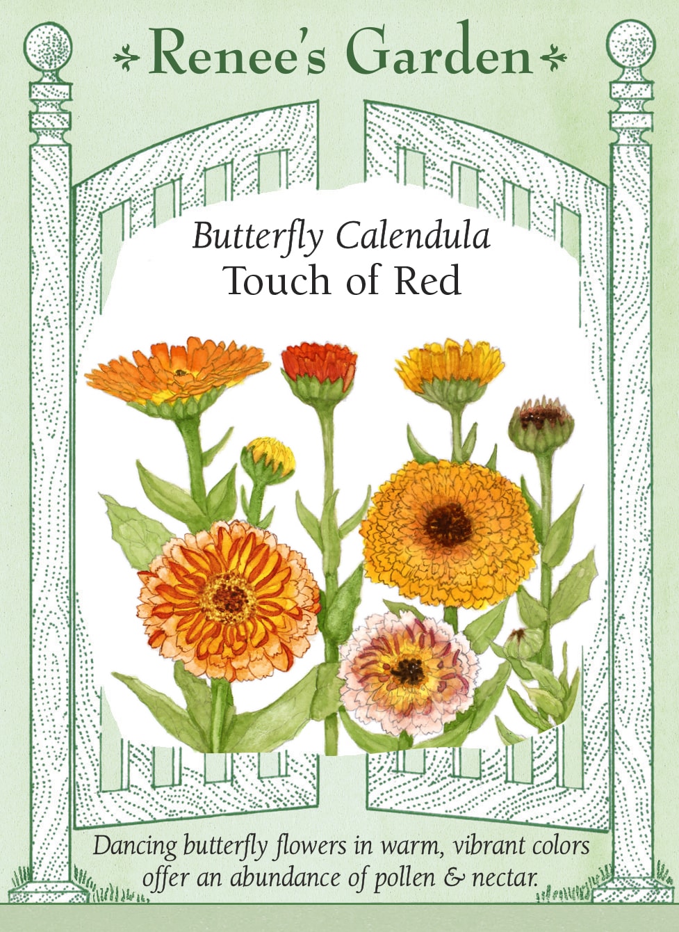 Butterfly Calendula - Touch of Red