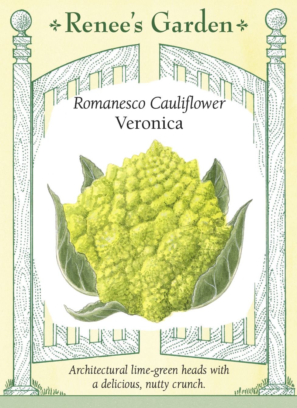 Romanesco Cauliflower - Veronica