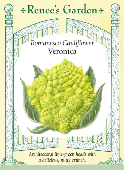 Romanesco Cauliflower - Veronica
