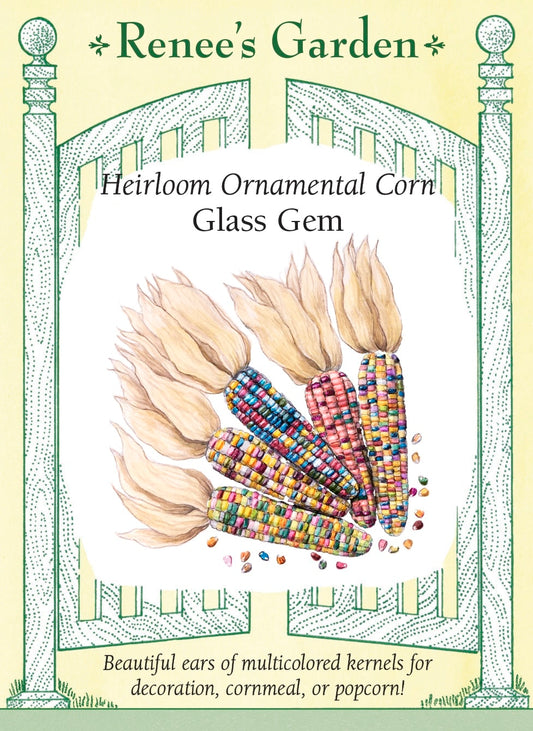 Heirloom Ornamental Corn - Glass Gem