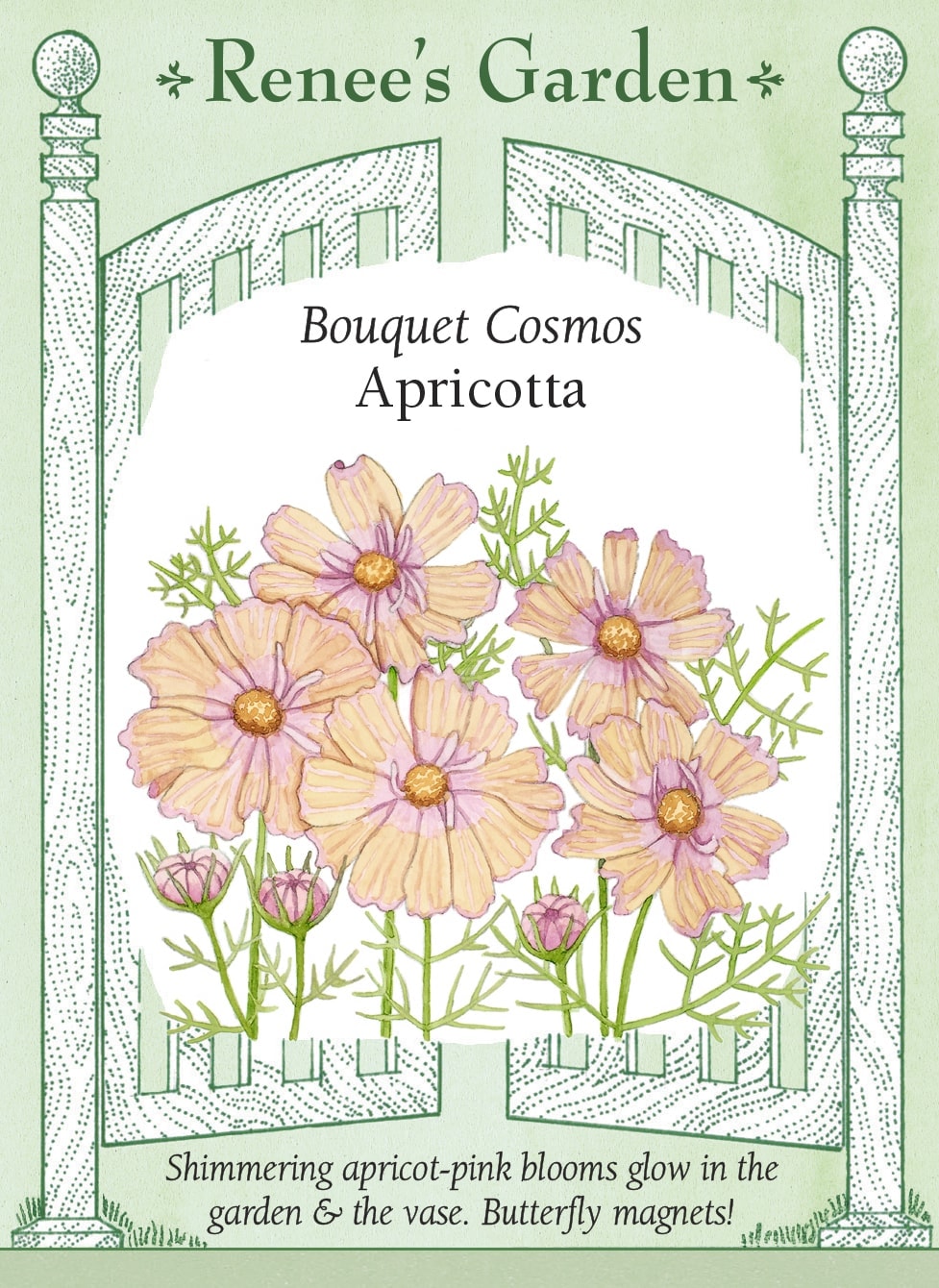 Bouquet Cosmos - Apricotta