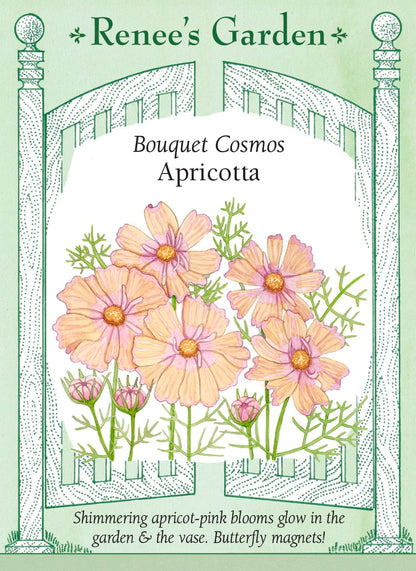 Bouquet Cosmos - Apricotta