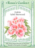 Godetia - Sybil Sherwood