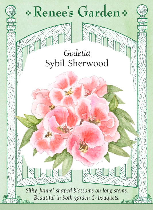Godetia - Sybil Sherwood