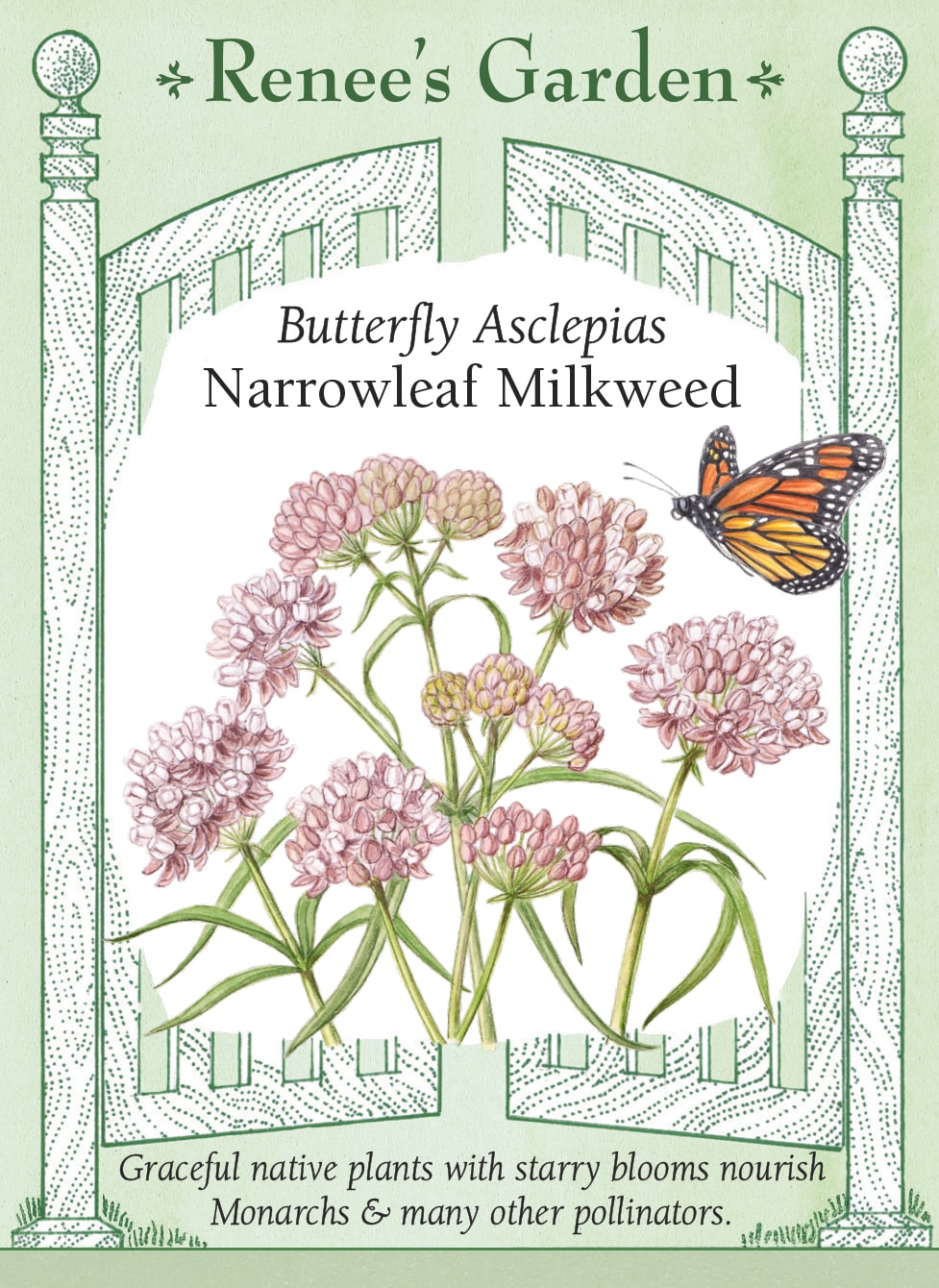 Butterfly Asclepias - Narrowleaf Milkweed