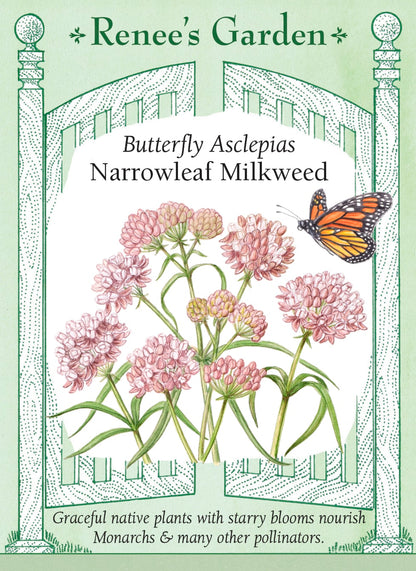 Butterfly Asclepias - Narrowleaf Milkweed