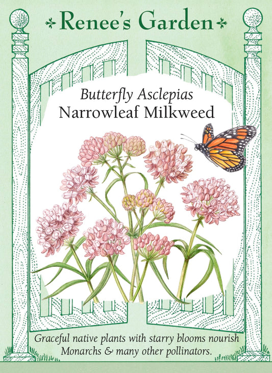 Butterfly Asclepias - Narrowleaf Milkweed