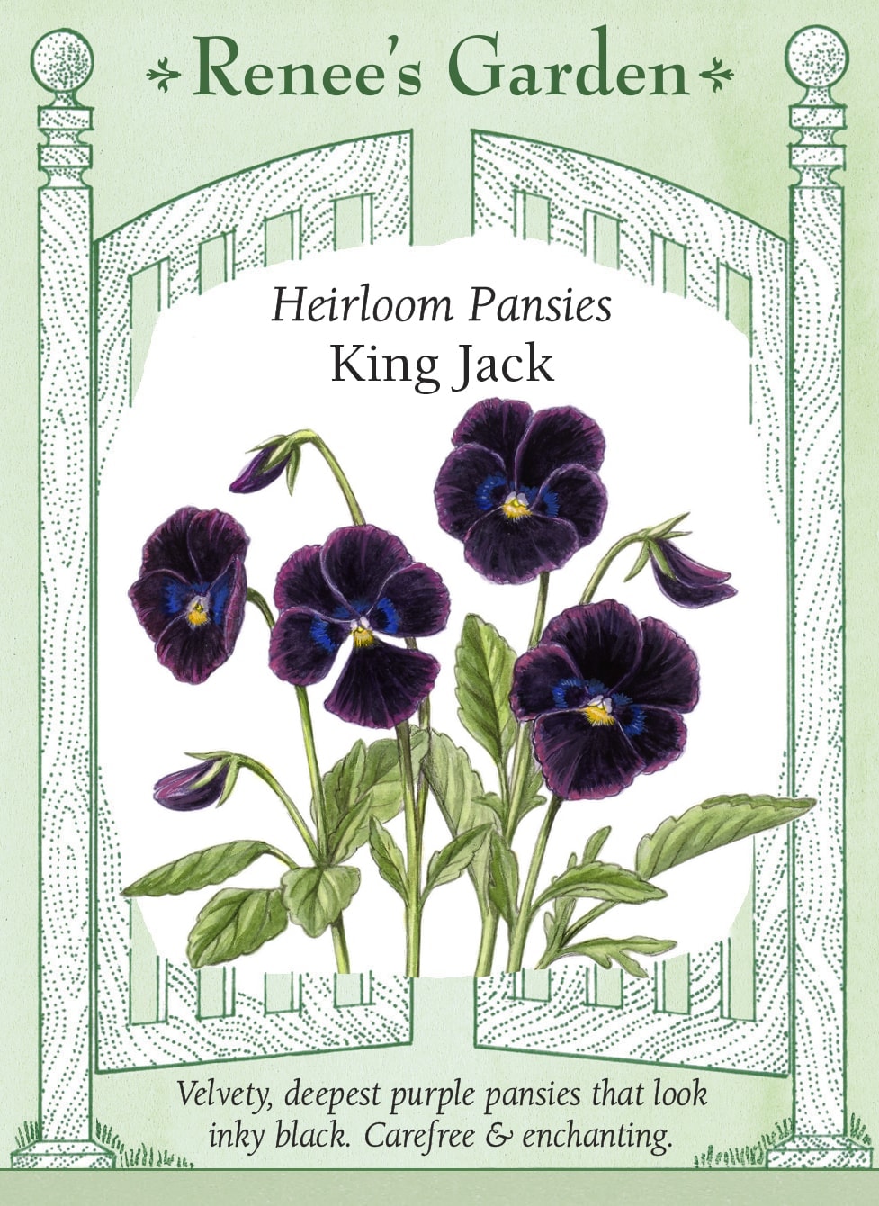 Heirloom Pansies - King Jack