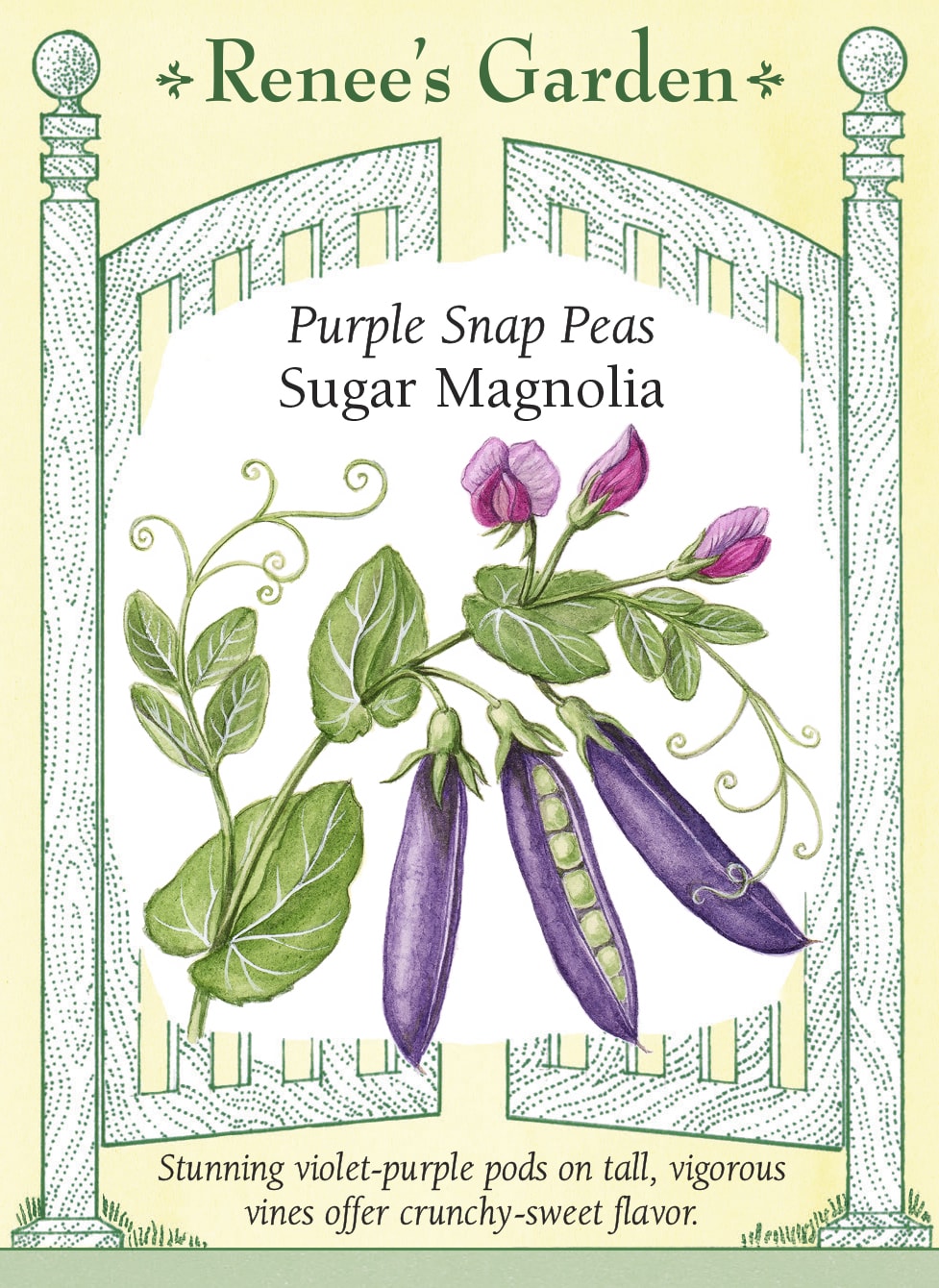 Purple Snap Peas - Sugar Magnolia