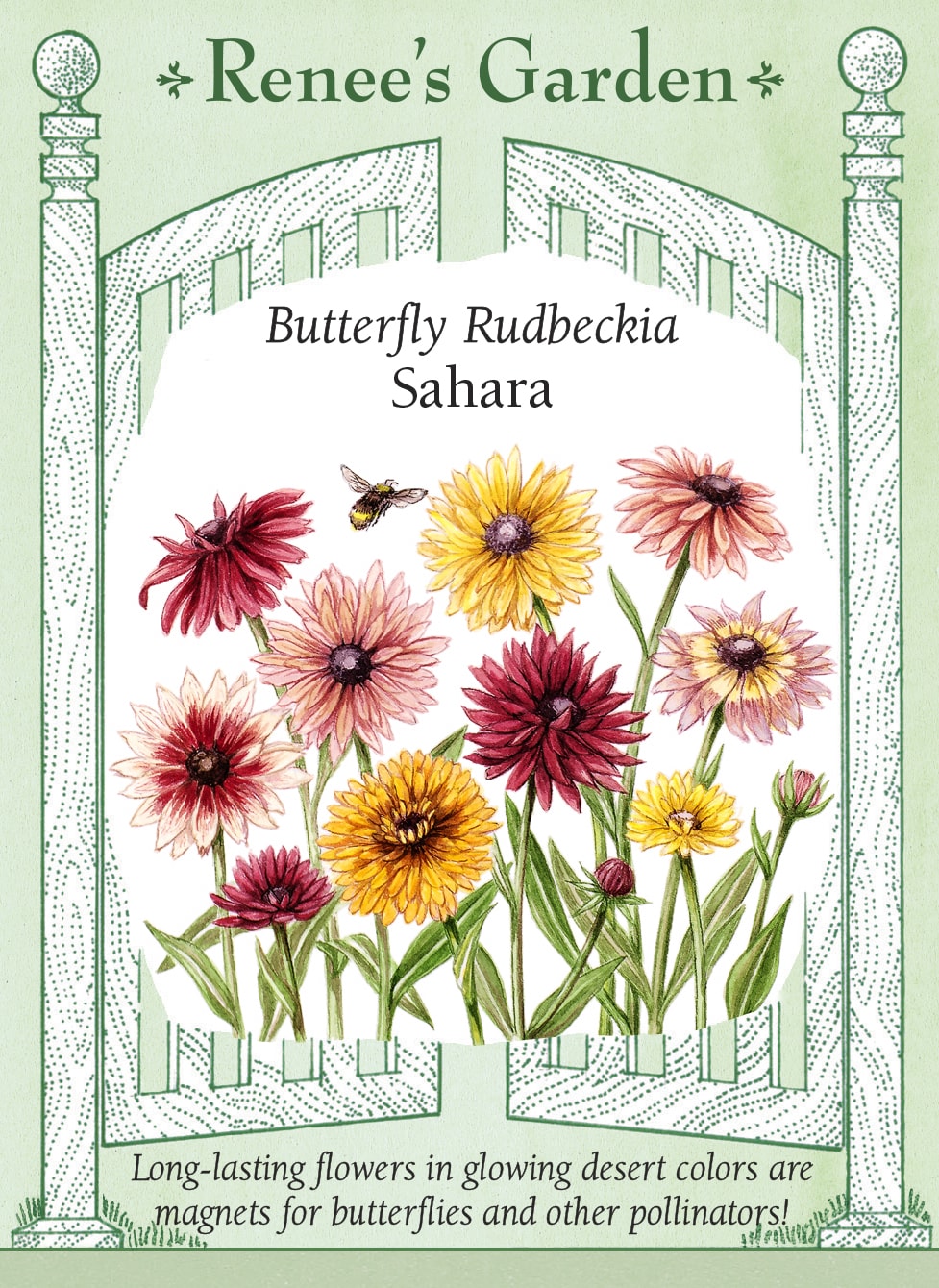 Butterfly Rudbeckia - Sahara