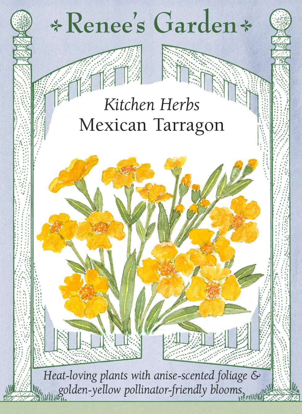 Kitchen Herbs - Mexican Tarragon