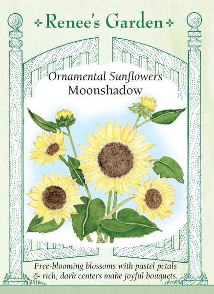 新品未使用　SUNFLOWER サンフラワー　Moon Merino Moonshadow' Ornamental Sunflowers – Renee's Garden
