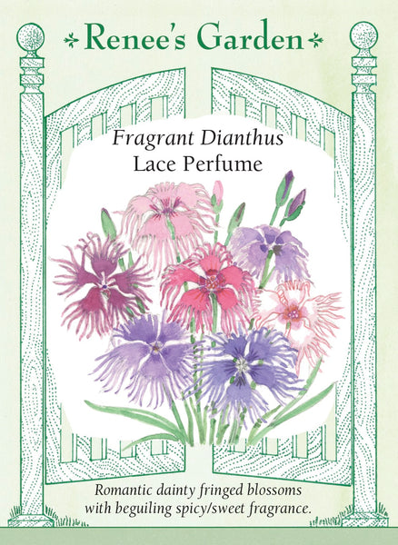 Lace Perfume' Fragrant Dianthus – Renee's Garden