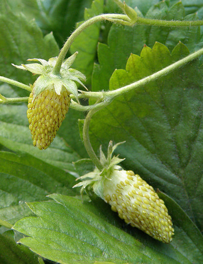 Heirloom Pineapple