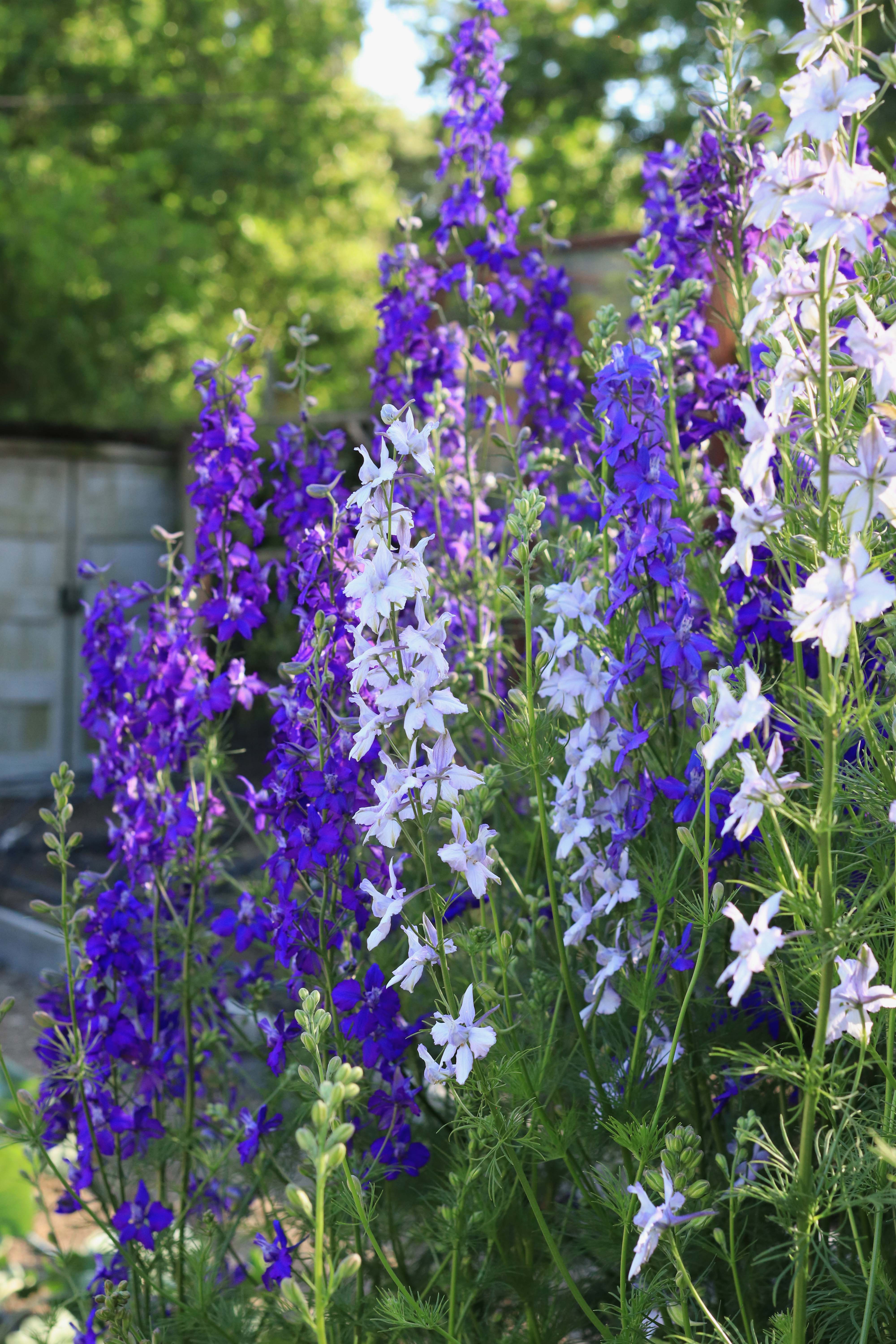 Larkspur Renee s Garden Larkspur Renee s Garden