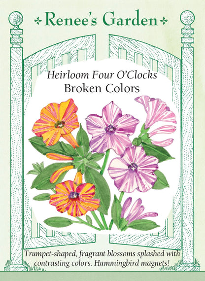 planting four o'clocks from seed Broken Colors' Heirloom Four O'Clocks – Renee's Garden