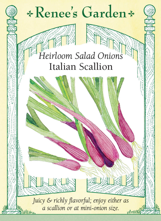 Italian Scallion