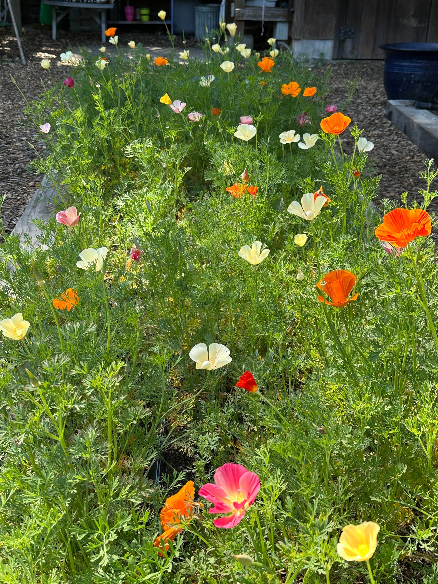 A Rainbow of California Poppies