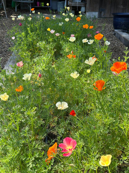 A Rainbow of California Poppies