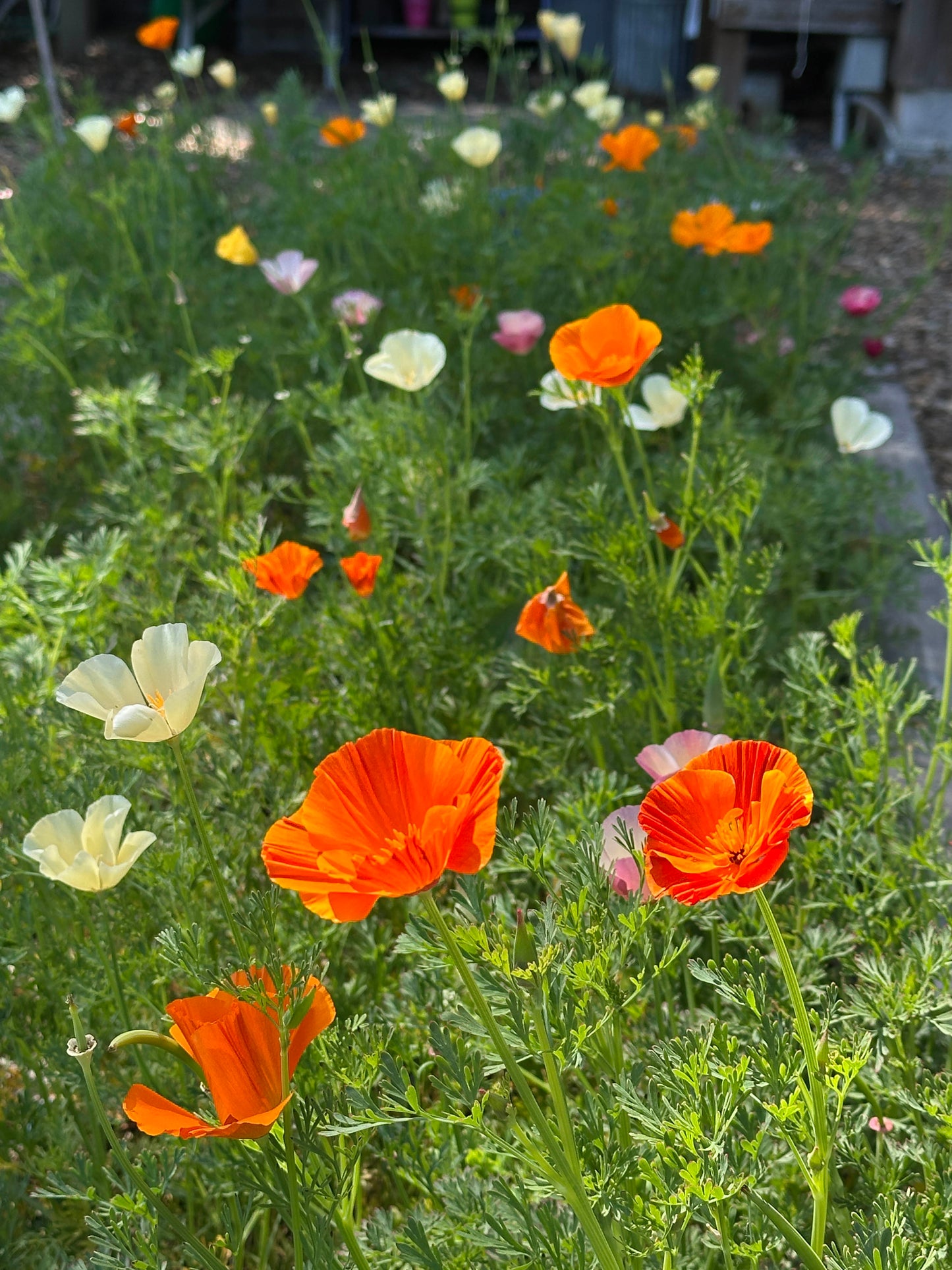 A Rainbow of California Poppies
