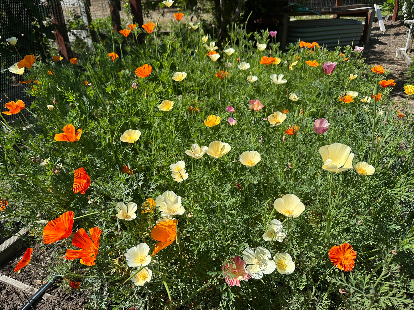 A Rainbow of California Poppies