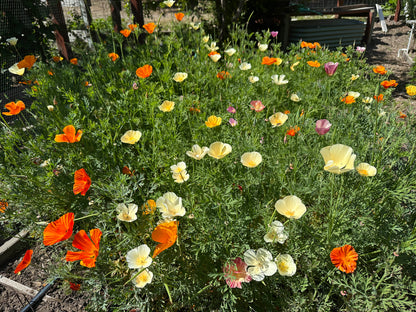 A Rainbow of California Poppies