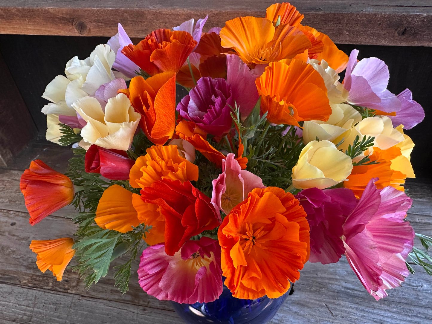 A Rainbow of California Poppies