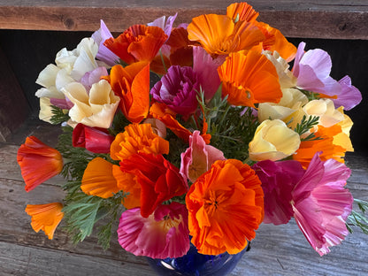 A Rainbow of California Poppies