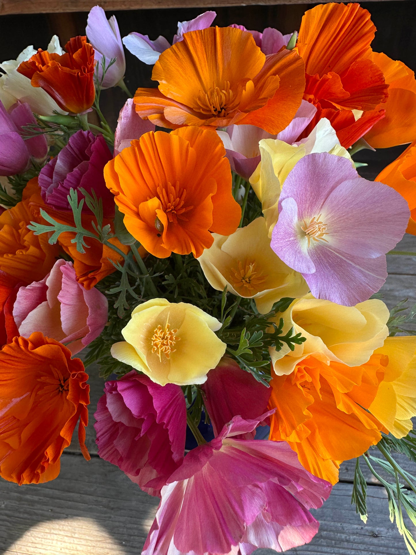 A Rainbow of California Poppies
