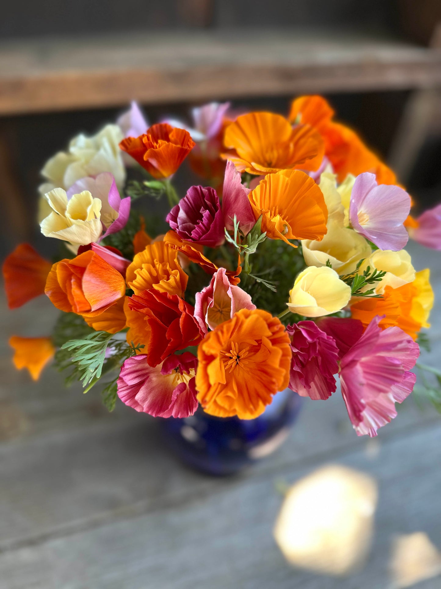 A Rainbow of California Poppies